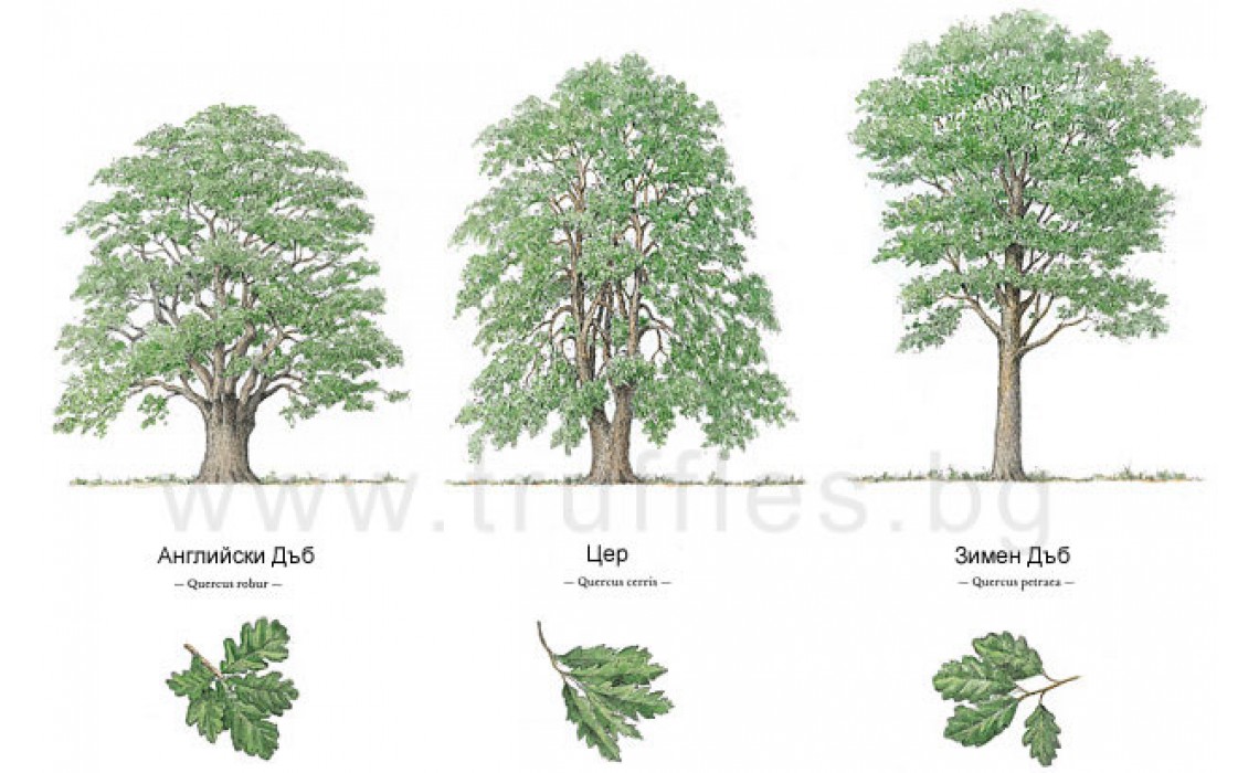How to Hunt a White Truffle