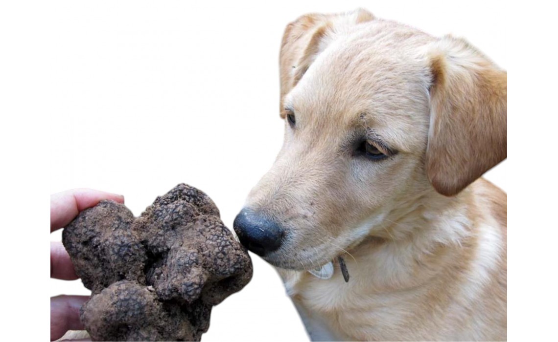 Complete Guide: How to Train Your Dog to Hunt Truffles?