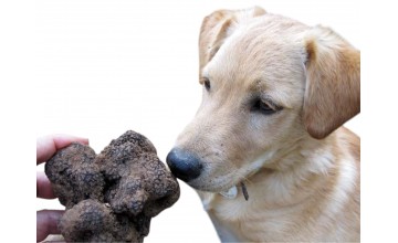 Complete Guide: How to Train Your Dog to Hunt Truffles?