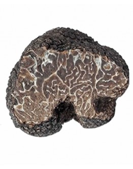 Fresh black winter truffles Brumale Extra-grade 