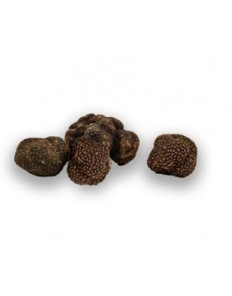 Fresh black Burgundy truffles Uncinatum C-grade 