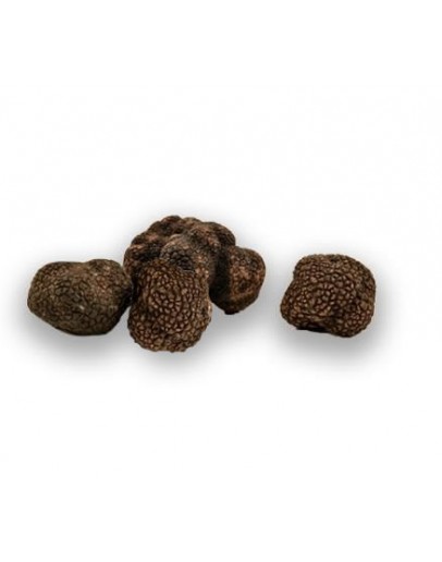 Fresh black Burgundy truffles Uncinatum C-grade image