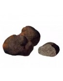 Fresh Smooth Black Truffle Macrosporum A-grade Types of truffles, Fresh Tuber Macrosporum image