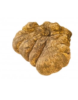 Fresh white truffles Tuber Magnatum Huge size