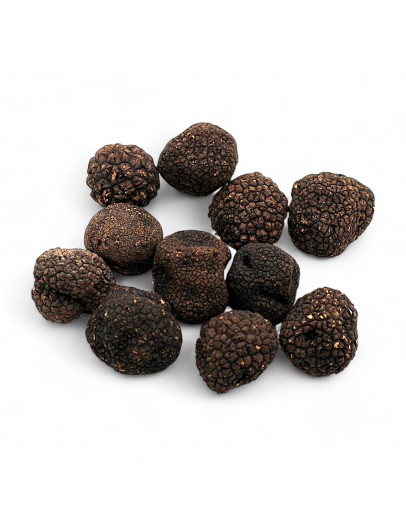 B-grade Fresh Burgundy Truffle (Tuber Uncinatum) image