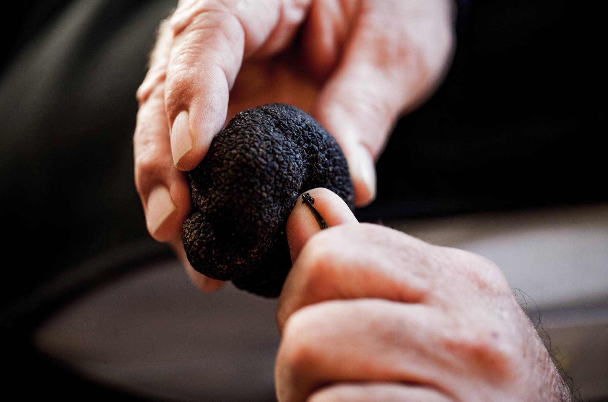 Fresh Tuber Brumale image